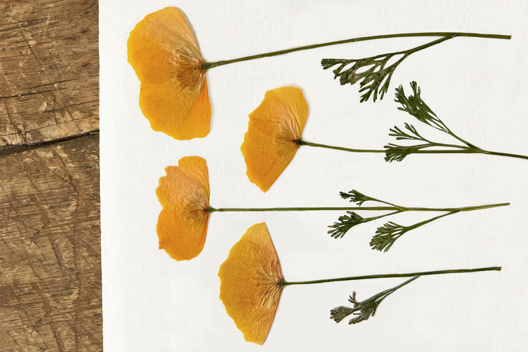 Dried Pressed California Poppies