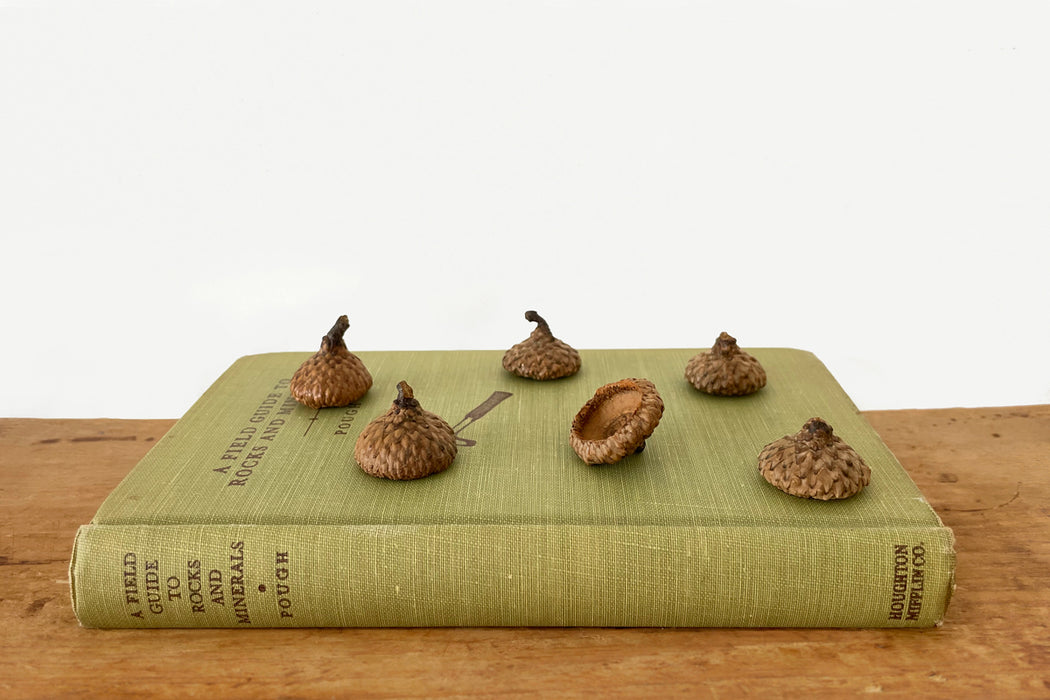 Acorn Caps (Red Oak)