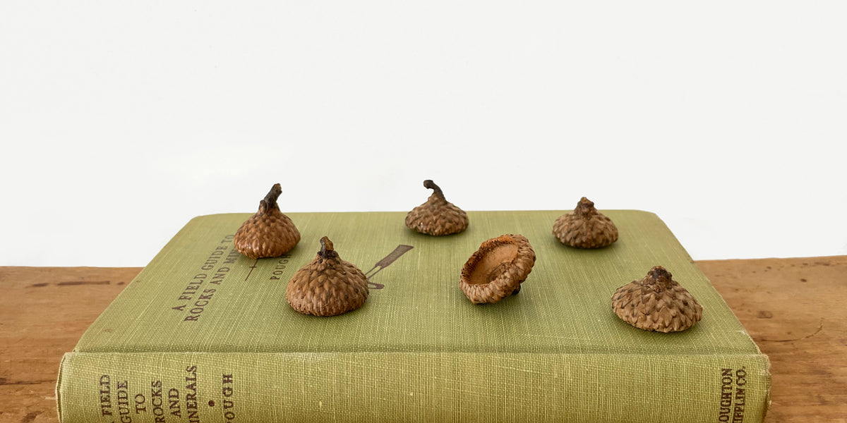 acornページ°・*:.。.☆ acorn watercolor wall art print – emily lex studio