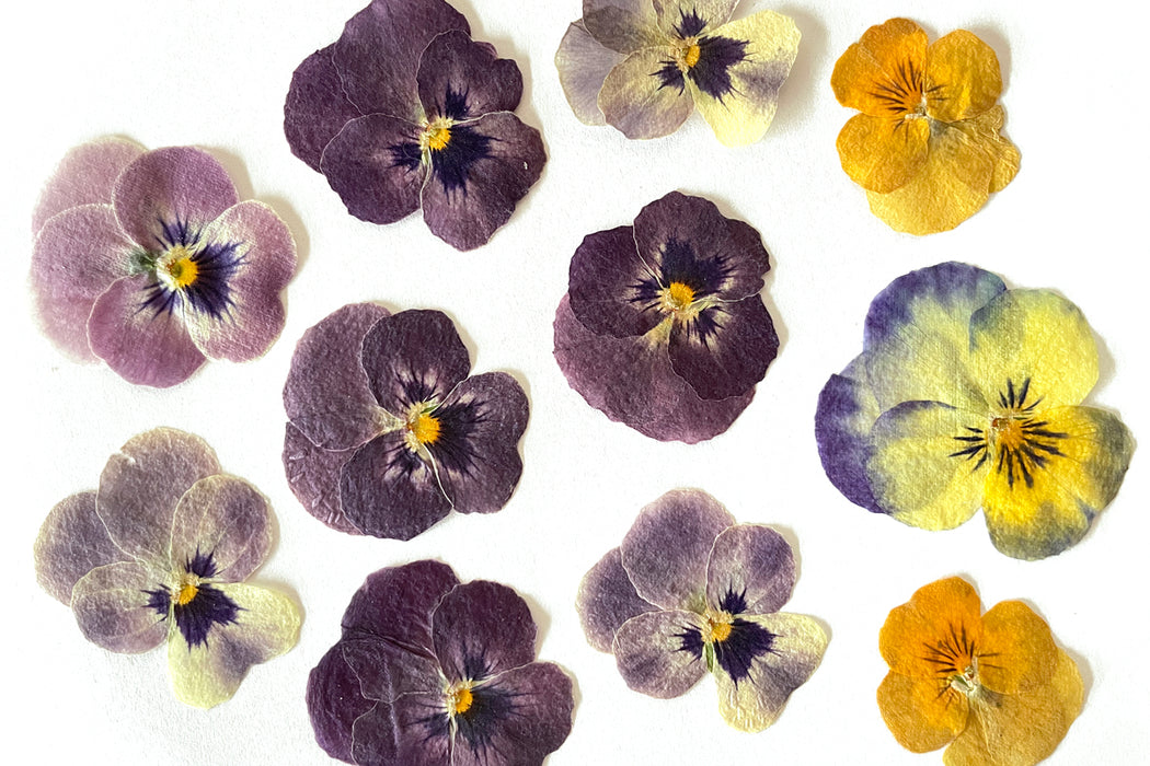 Dried Pressed Pansies (Assorted)