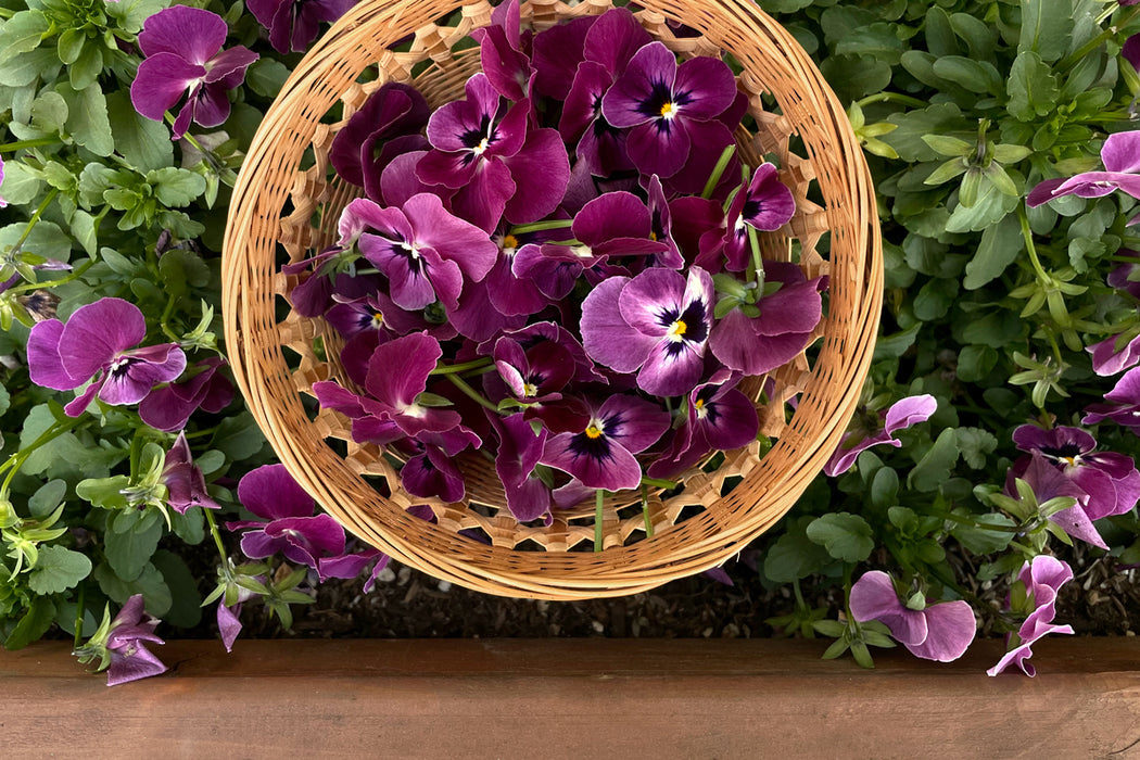 Dried Pressed Pansies (Purple)