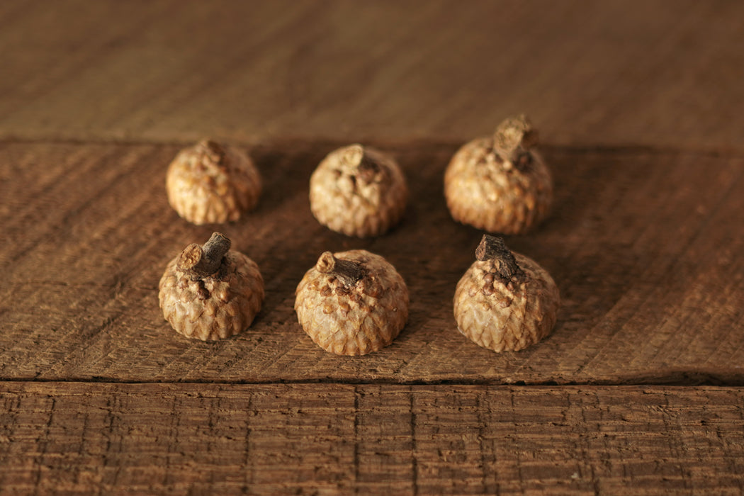 Acorn Caps (California Black Oak)