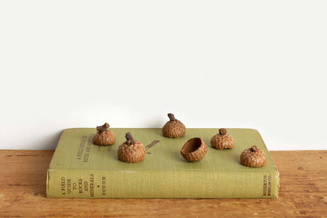 Real Acorn Caps